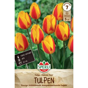 Sperli Tulpen 'Flair' mit roten und gelben Blüten im Beet, Nahaufnahme.