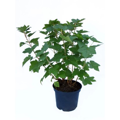 Ribes «Dr. Bauer's Ometa»