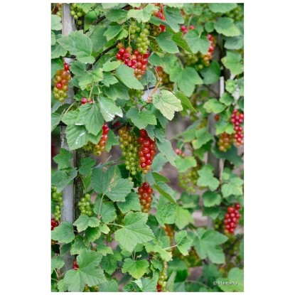 Bio Johannisbeere Rovada Rot Strauch Topf Ø 20 cm / Höhe 50 - 80 cm