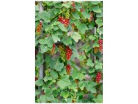 Bio Johannisbeere Rovada Rot Strauch Topf Ø 20 cm / Höhe 50 - 80 cm