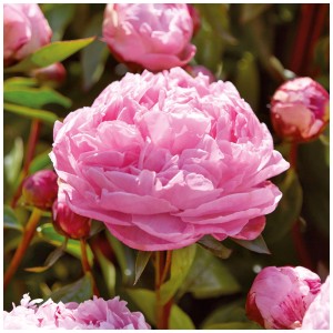 Primo piano di un fiore di peonia rosa chiaro Grow by OBI Sarah Bernhardt.