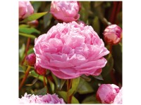 Grow by OBI Pfingstrose Sarah Bernhardt 1 Stk. Grow by OBI Pfingstrose Sarah Bernhardt 1 Stk.