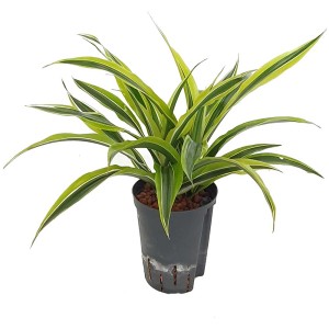 Dracaena Lemon Lime en hydroculture en pot, feuilles vertes et jaunes.