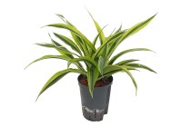 Hydropflanze Drachenbaum Lemon Lime Dracaena Topf Ø 15 cm / Höhe 40 cm