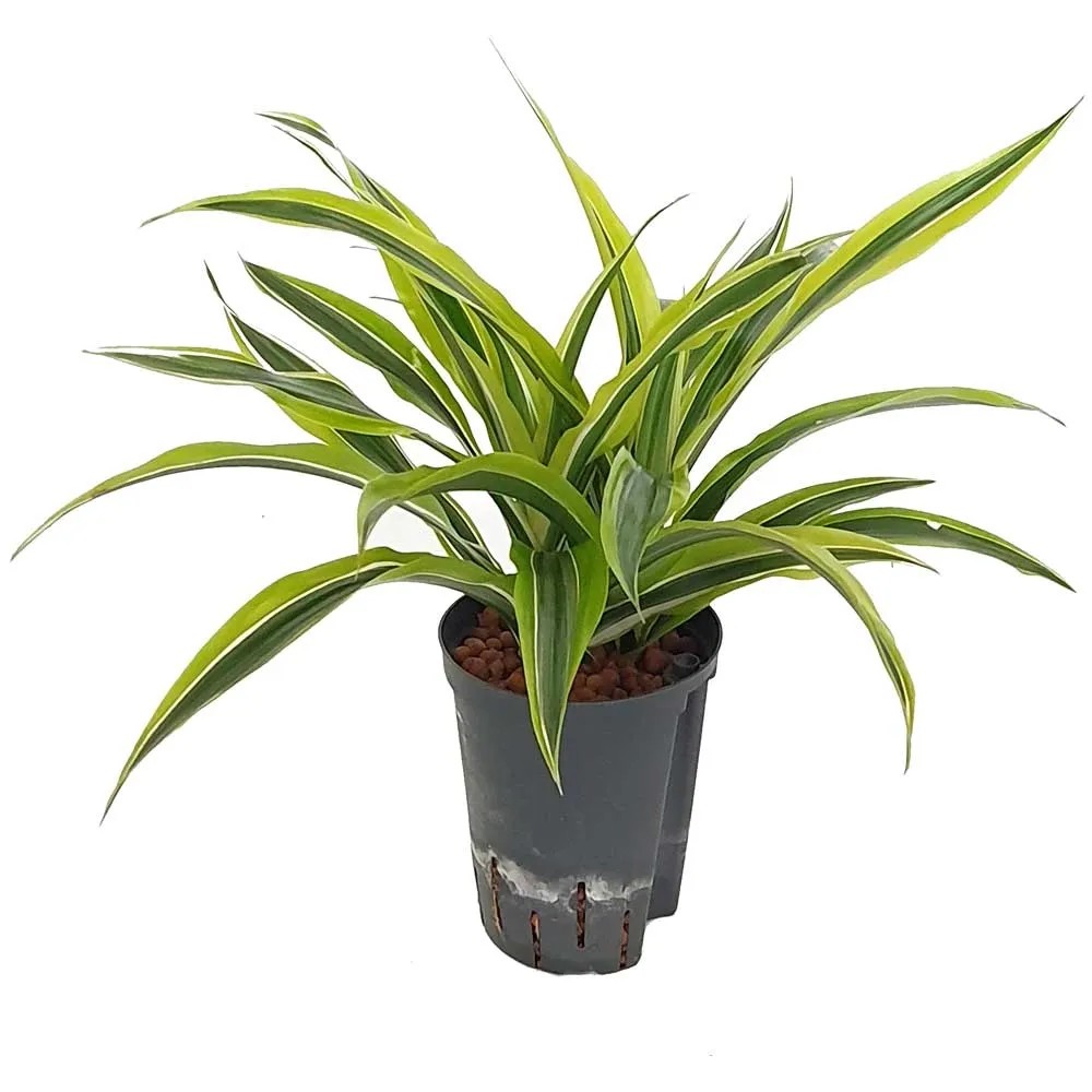 Hydropflanze Drachenbaum Lemon Lime Dracaena Topf  15 cm / Hhe 40 cm