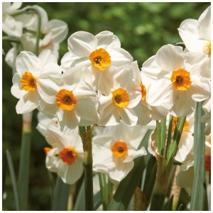 Weiße Narzissen Geranium mit orangefarbener Mitte, 5 Stück, ideal für den Garten.