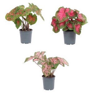 Mélange de Caladium en pot, couleurs et motifs de feuilles variés.