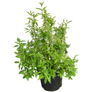 Deutzia 'gracilis' Maiblumen in vaso, arbusto fiorito con foglie verdi e fiori bianchi.
