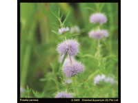 Englische Wasserminze Blau Topf Ø ca. 9 cm