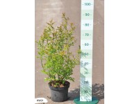 Garten-Heidelbeere verschiedene Sorten Grün 5 l