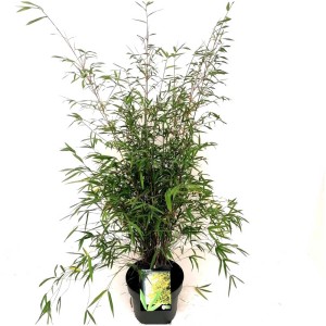 Gartenbambus Fargesia angustissima im Topf, ca. 60 cm hoch, grüne Blätter.