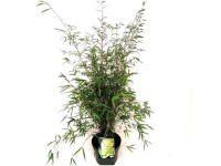 Bambù da giardino Fargesia angustissima vaso Ø 23 cm / altezza 60 cm