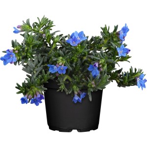 Aubrieta 'Grace Ward' in vaso, fiori blu, adatta per giardini rocciosi.