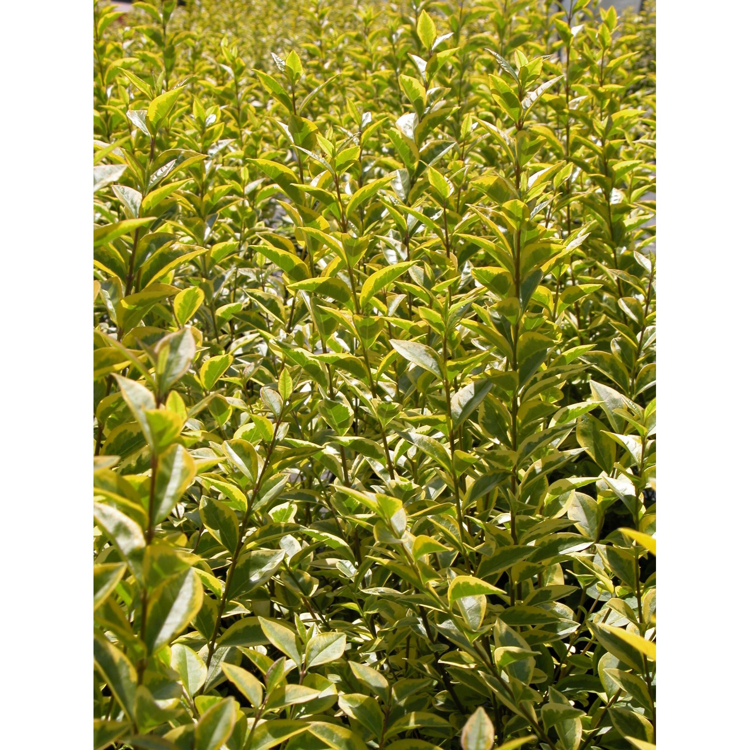 GoldLiguster Ligustrumovafolium aureum Goldgelb Topf 15 l kaufen bei OBI