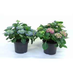 Due ortensie Curly Wurly in vaso, una blu e una rosa. Hydrangea Macrophylla.