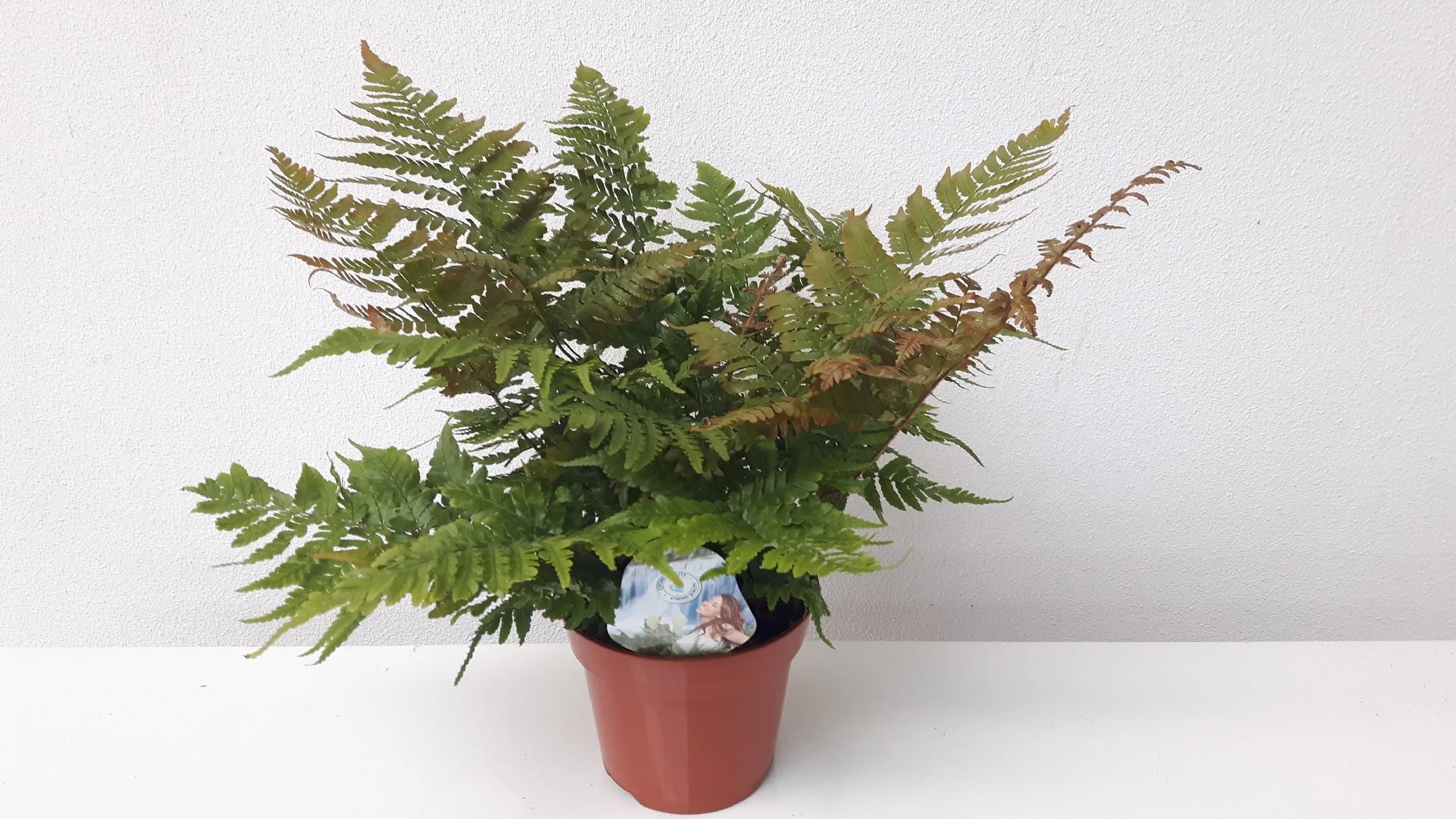 klipp kaktus Kaktus 'Chichipe' - Polaskia chichipe
