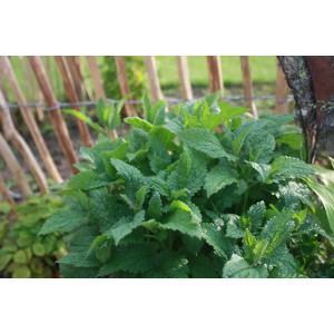 Mélisse (Melissa officinalis) fraîche et verte en pot, idéale pour le thé et la cuisine.