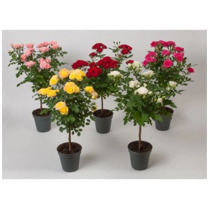 Rosenstamm Rosa Hybrida in verschiedenen Farben im Topf, ca. 20-30 cm hoch.