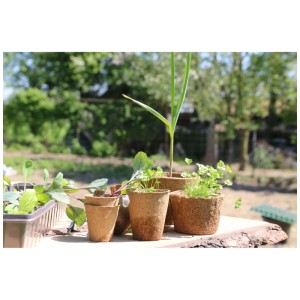 Pots de culture Eco Natur, lot de 8, en fibre de bois avec jeunes plants.