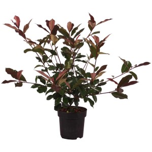 Fotinia Red Robin in vaso, arbusto lucido con foglie rosse e verdi.