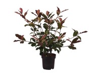 Glanzmispel Red Robin Photinia fraseri Topf 2,8 l