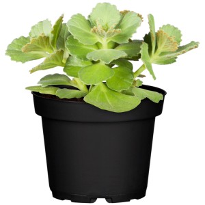 Coléus Canina en pot, plante verte d'intérieur avec des feuilles décoratives.