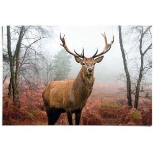 Maxiposter: Hirsch im Wald, 61x91,5 cm. Detailreiche Waldszene mit majestätischem Hirsch.