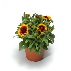 Mix di piante perenni estive in vaso (Ø 23cm) con fiori giallo-rossi. Diverse varietà disponibili.