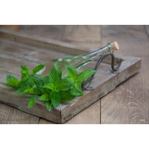 Menthe japonaise avec huile sur plateau en bois. Herbes de cuisine pour thé et rhume.