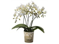 Schmetterlings-Orchidee Phalaenopsis Little Kolibri Liberty Topf Ø 9 cm Schmetterlings-Orchidee Phalaenopsis Little Kolibri Liberty Topf Ø 9 cm