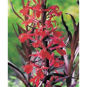Lobelia cardinalis con fiori rossi, adatta per laghetti da giardino.
