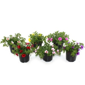 Calibrachoa (Million Bells) GROW by OBI colorées en pot de 13 cm, couleurs variées.