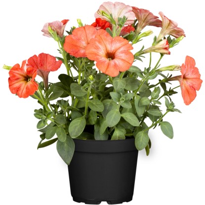 Petunie Petunia Topf Ø Ca. 9 Cm Kaufen Bei OBI