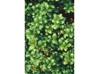 Bergilex Glorie Gem 6,5 l