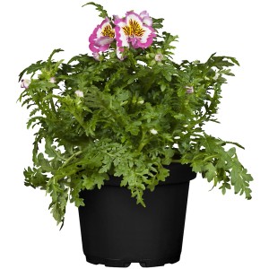 OBI Schizanthus (Orchidée des pauvres) en pot, fleurs rose-blanc et feuilles vertes.