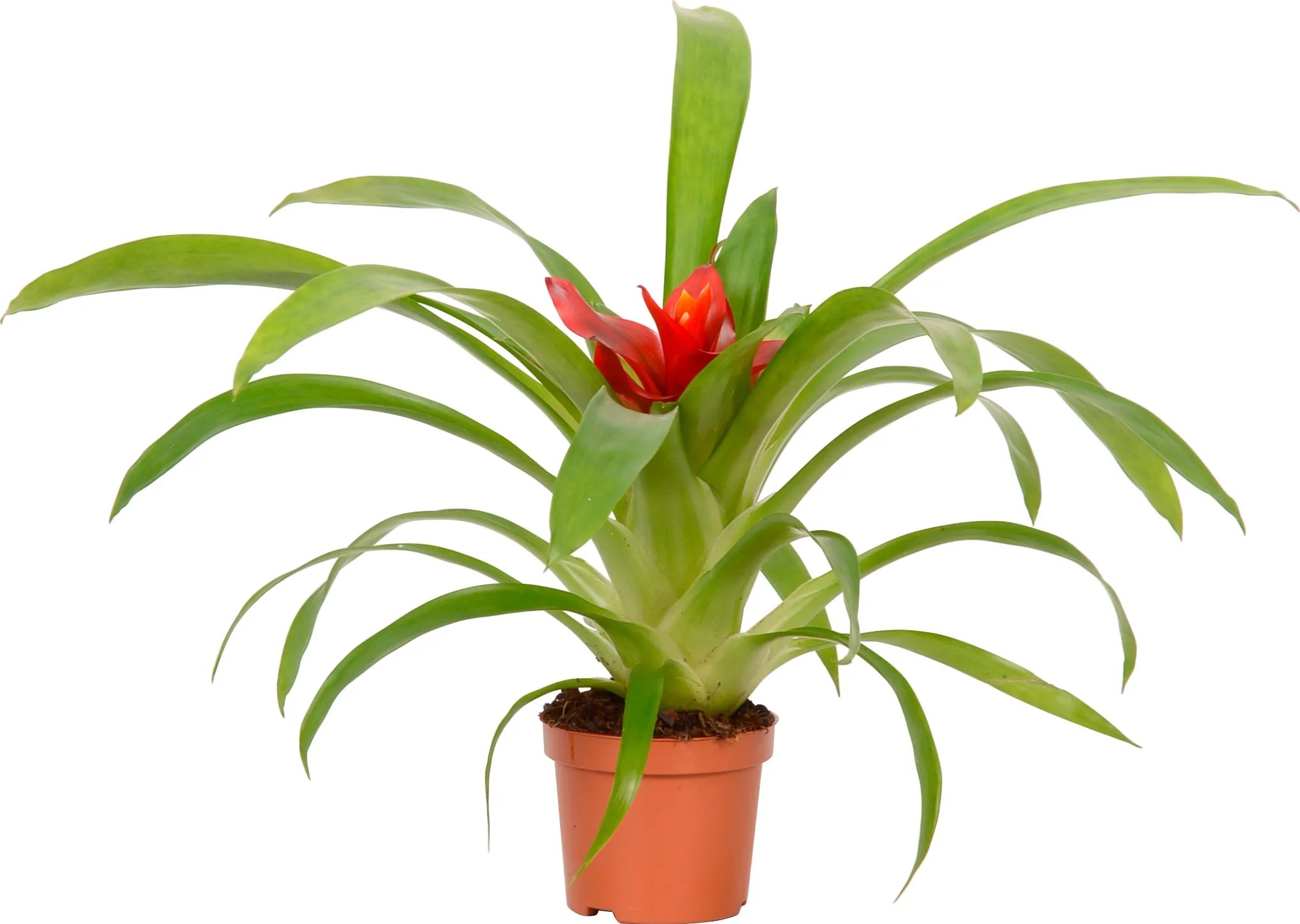 Guzmania Diana verschiedene Farben Topf  12 cm / 1 Stk.