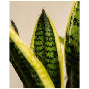 Gros plan des feuilles d'une Sansevieria avec des bords jaunes.