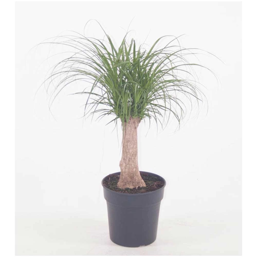 Elefantenfuss Beaucarnea Topf Ø 21 cm kaufen bei OBI
