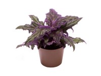 Samtpflanze Gynura aurantica mini