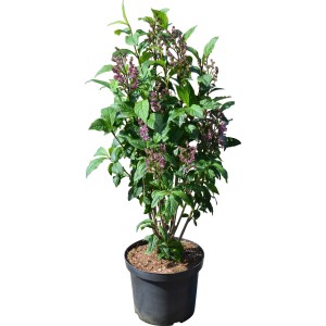 Lillà Redwine in vaso, alto circa 60-80 cm, con fiori blu-viola.