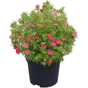 GROW by OBI Potentilla arbustiva Bellissima con fiori rosa in vaso.