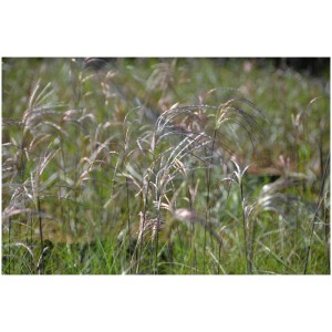 Roseau de Chine Miscanthus Graziella dans le jardin : plante ornementale à floraison précoce avec des feuilles étroites.