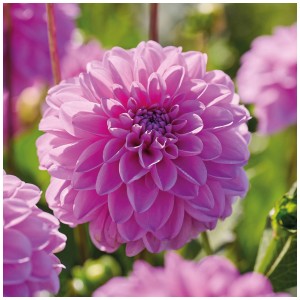 Primo piano di una Dahlia 'Pink Pop' rosa brillante di Grow by OBI. Bulbo decorativo per giardino e aiuola.