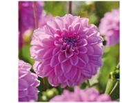 Grow by OBI Dahlien Pink Pop 1 Stk. Grow by OBI Dahlien Pink Pop 1 Stk.