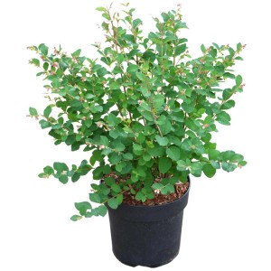 Symphoricarpos 'Magical Galaxy' in vaso: Arbusto con foglie verdi e delicati fiori rosa.