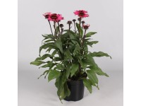 Echinacea Purpurea Moodz