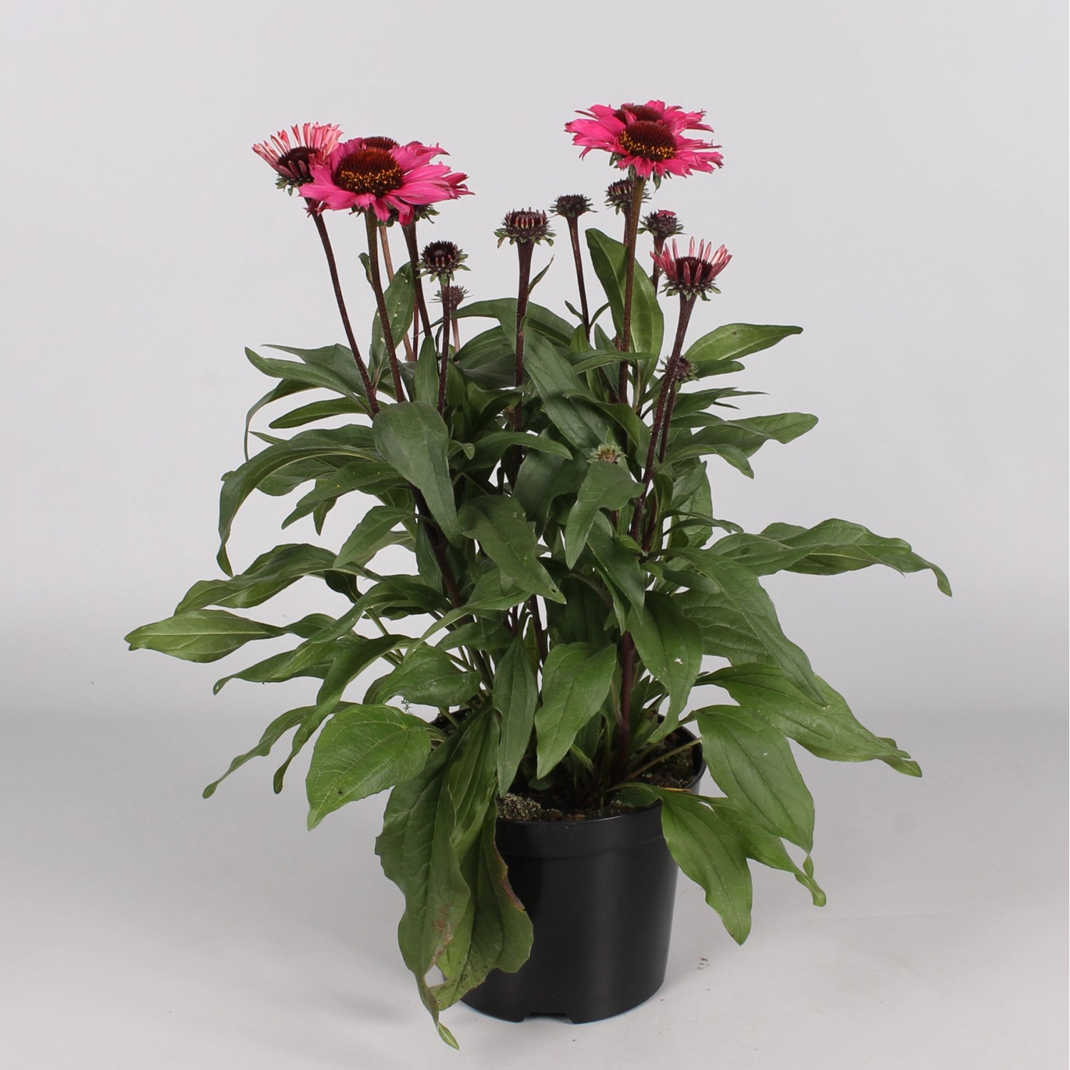 41+ Echinacea Moodz Winterhart, Beliebt ist der scheinsonnenhut zudem