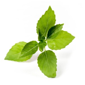 Basilic citronné frais et vert, graines d'herbes biologiques pour jardins d'intérieur Véritable.