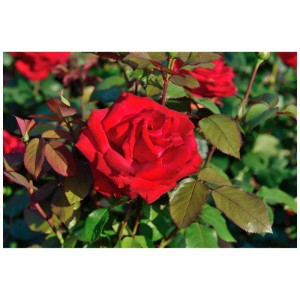 Rose noble bio rouge vif Grande Amore en pot avec des feuilles vertes.