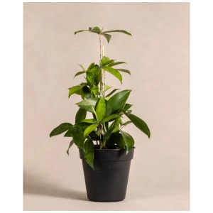 Feey Dragonnier bambou dans un pot noir, hauteur env. 20-30 cm.